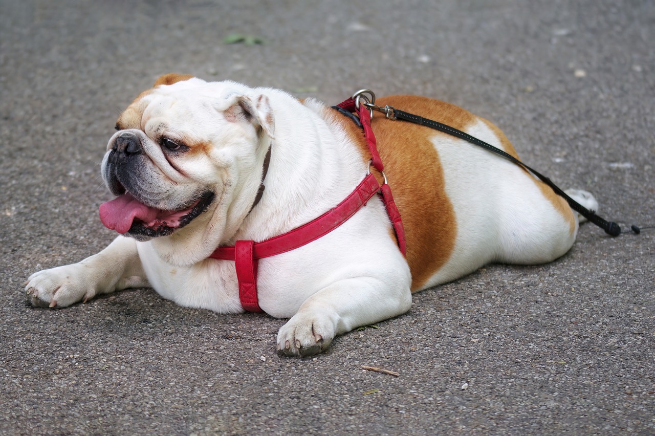 Adapter l’éducation canine à la race de son chien