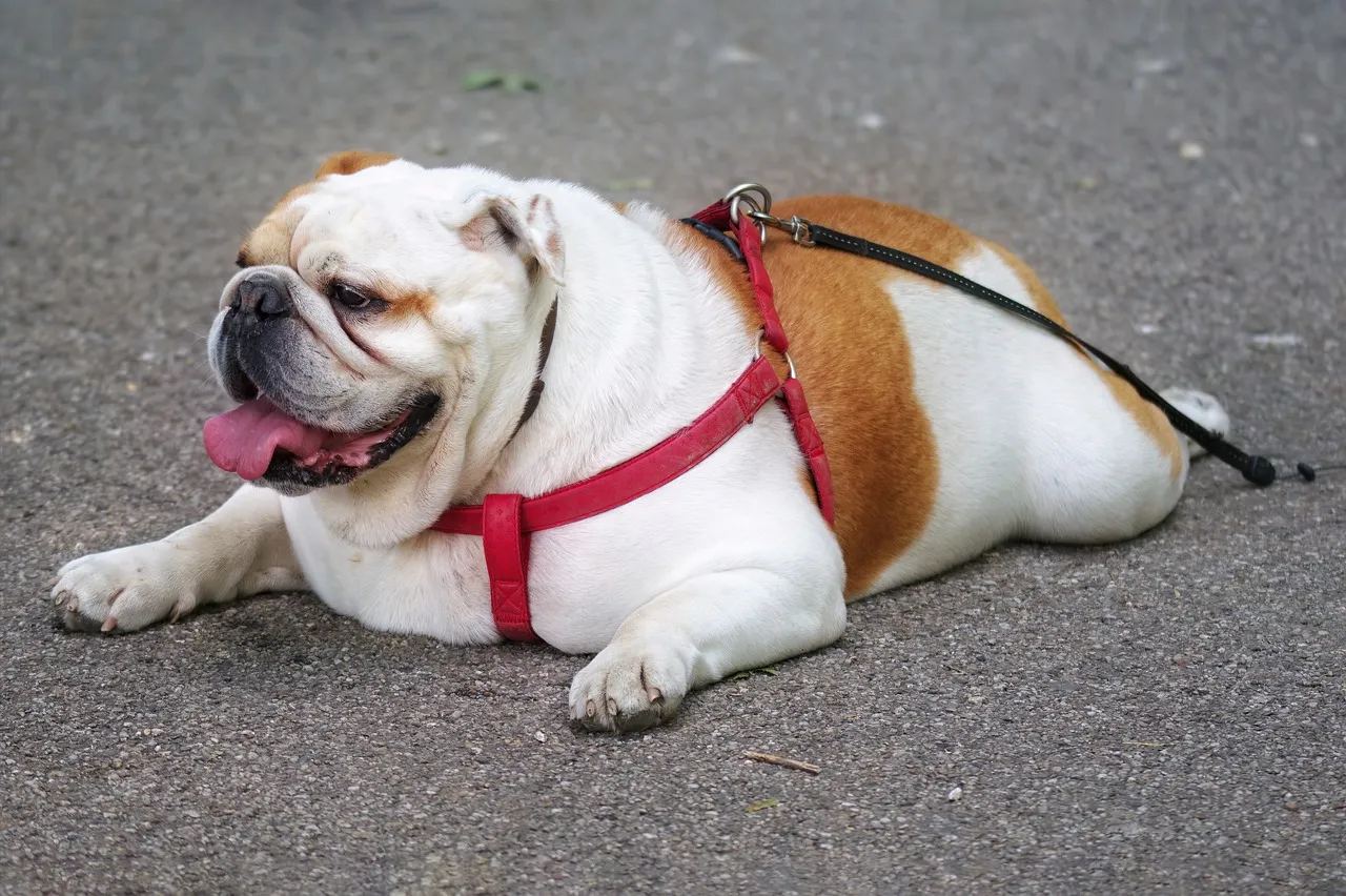 Adapter l’éducation canine à la race de son chien