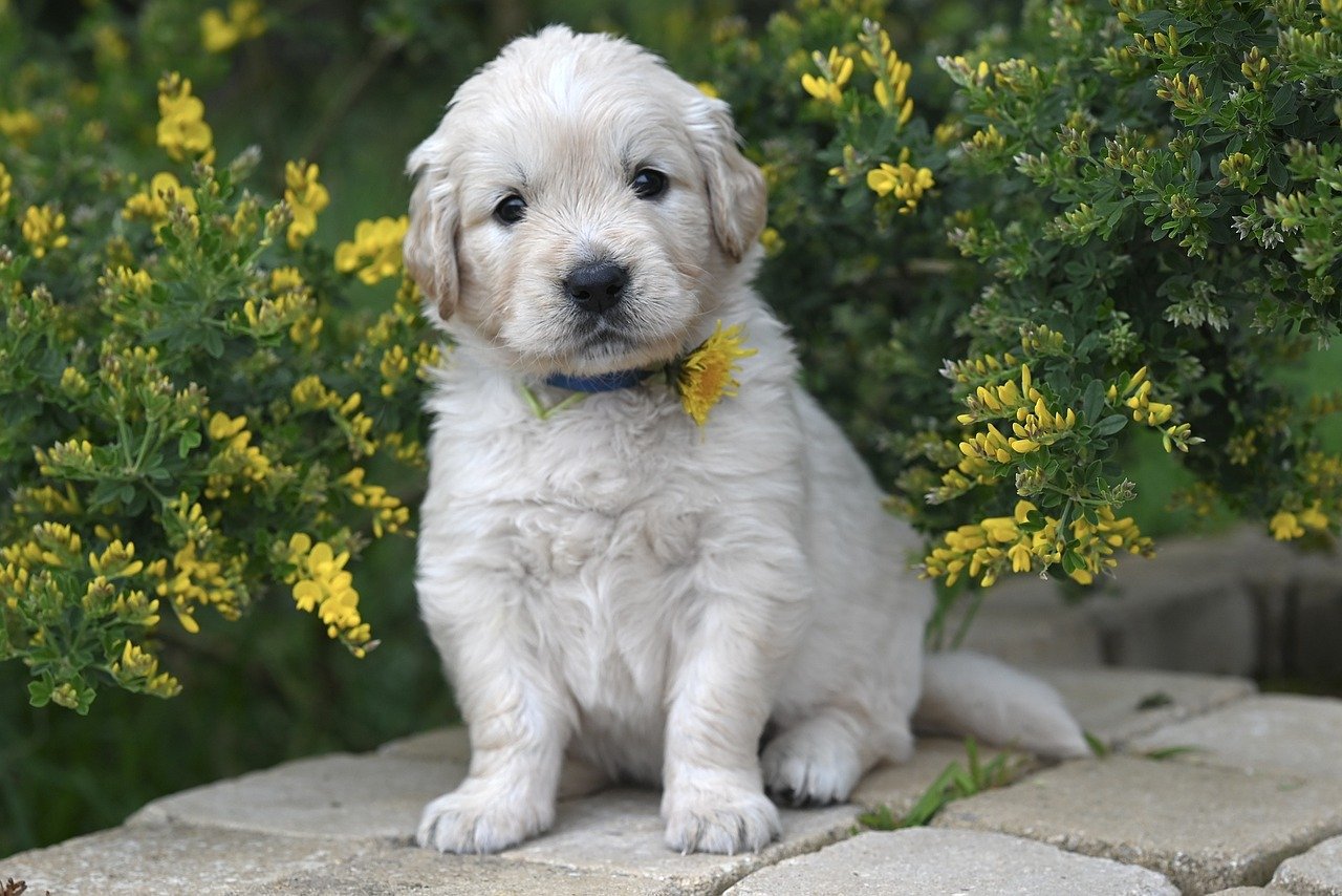 Apprenez à éduquer votre chiot comme un pro : secrets de formation révélés