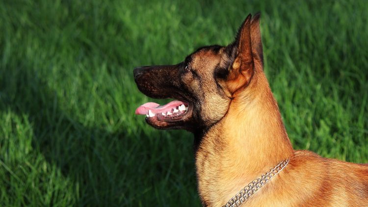 Comment devenir éducateur canin?