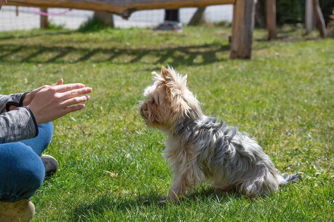 COMMENT DEVENIR ÉDUCATEUR CANIN ?